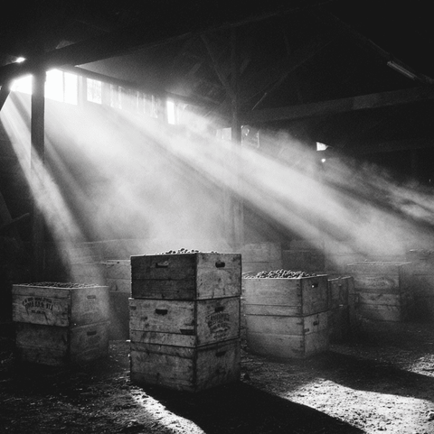 The Great Raisin Heist: How California’s Raisin Reserve Finally Collapsed