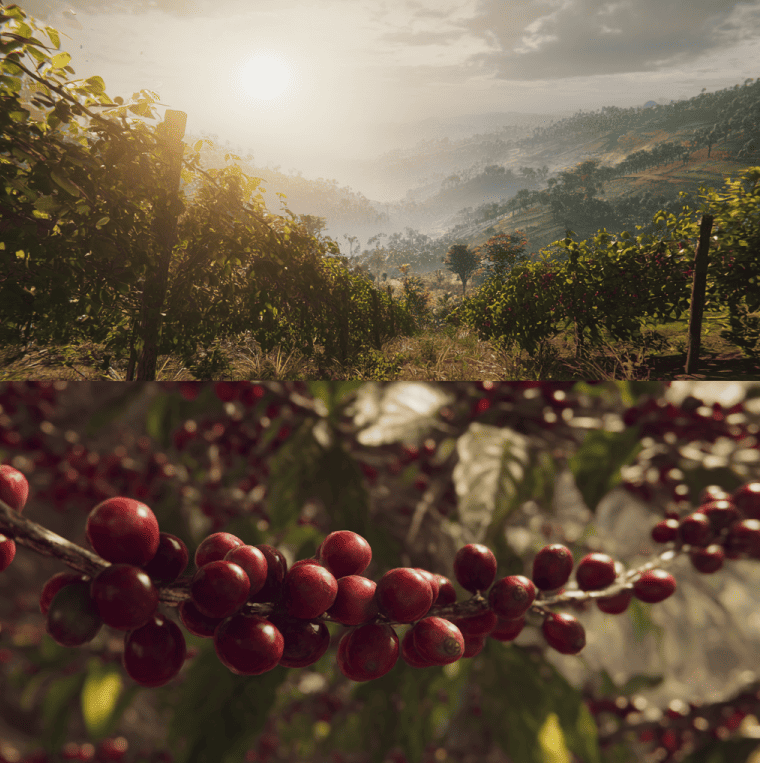 Vineyard hillside beside a high-altitude coffee farm illustrating differences in wine and coffee terroir.