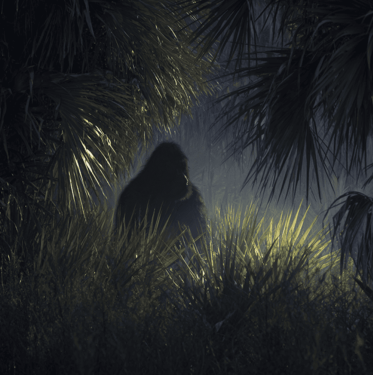 Shadowy ape-like creature in dense Florida palmettos, reminiscent of Skunk Ape sightings and the Myakka photographs.