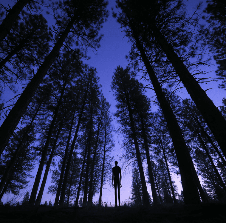Tall humanoid silhouette between pine trees in Sitgreaves National Forest, illustrating reported humanoid sightings.