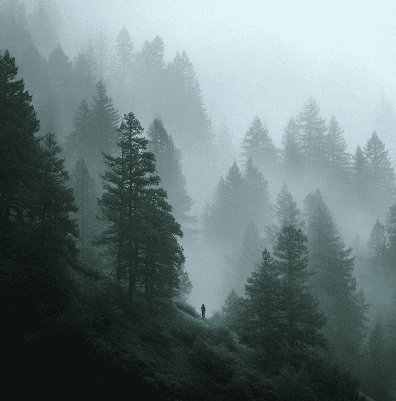 Lost Coast Bigfoot Sightings: California’s Remote Wilderness Encounters