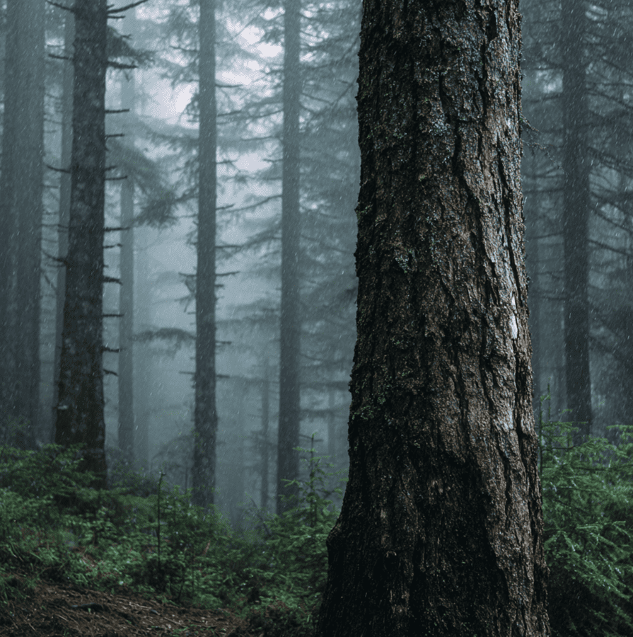 Foggy forest scene with a tall tree and a subtle impression of an impact, representing the Bigfoot tree-knock phenomenon.
