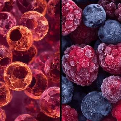 Close up of thawing berries with burst skins and released juice, demonstrating how ice crystals damage cellular structure during freezing.
