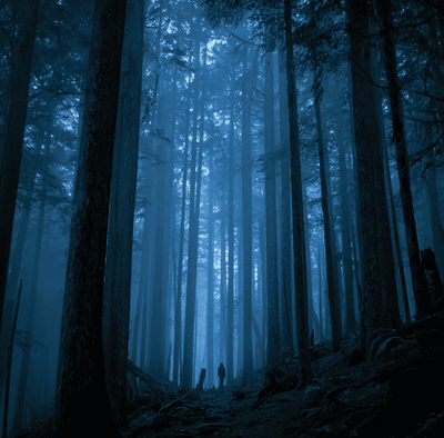 Foggy Canadian forest associated with J.W. Burns’ early Sasquatch accounts and warnings.