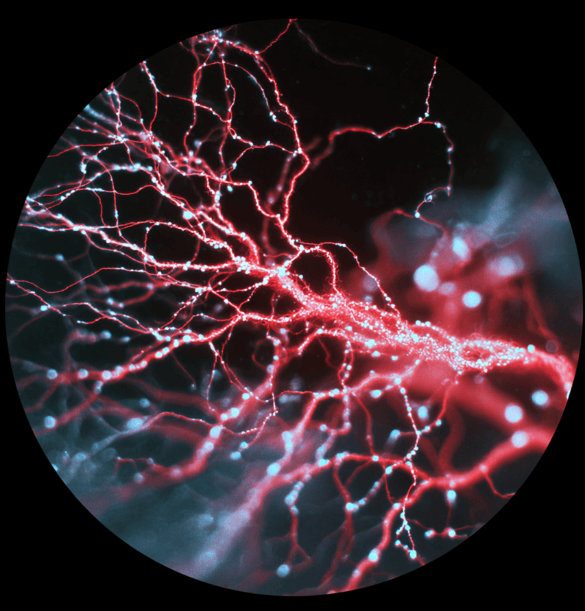 The Fungus That Sends Morse-Like Signals: Inside a Biological Mystery