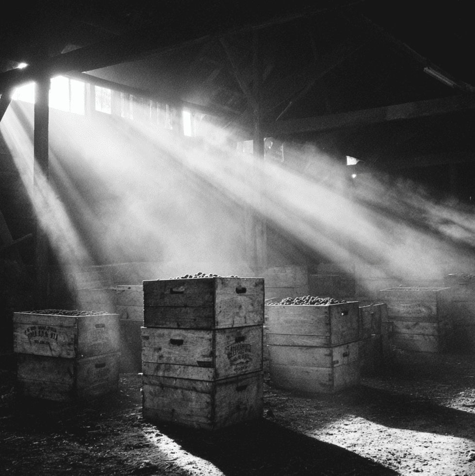 Crates of California raisins representing the federal reserve program at the center of the Great Raisin Heist.