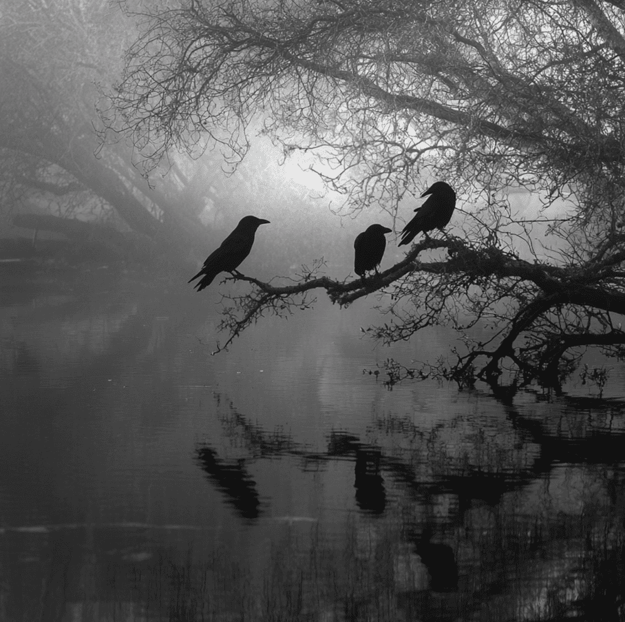 A German pond with toads near the water and ravens overhead, representing the 2005 exploding toads mystery